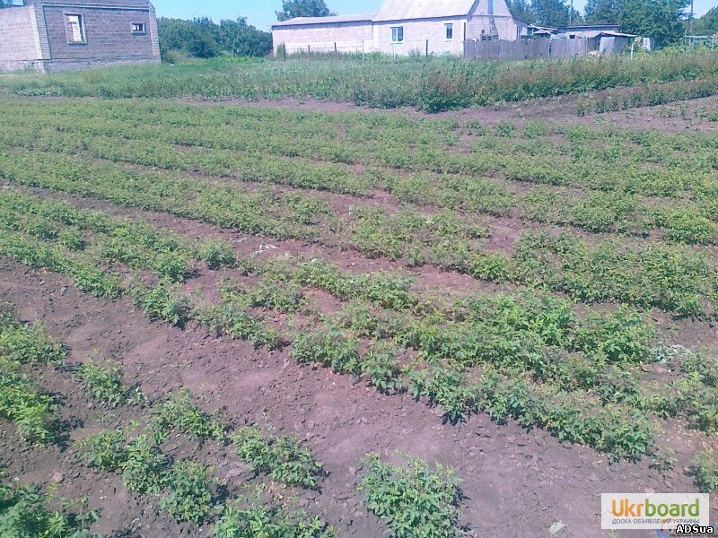 Продам подвой шиповника